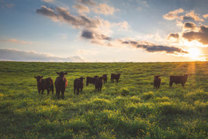 Sunset Cows - Cherie Carter Photography