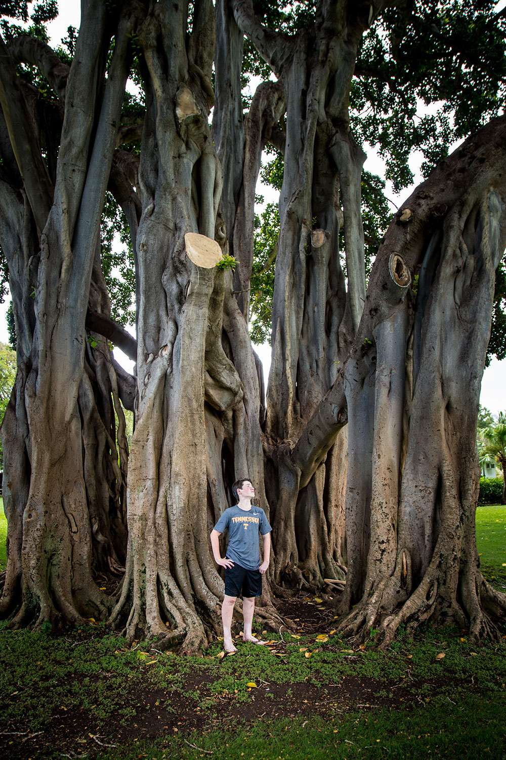 Banyan Trees Cherie Carter