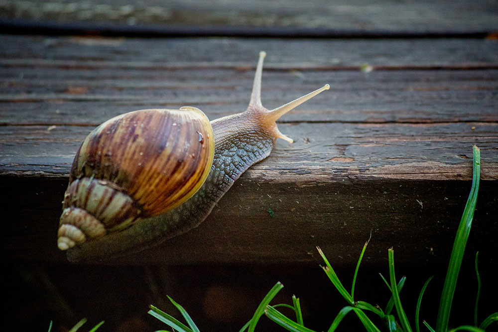 Snail in Kauai by Cherie Carter 