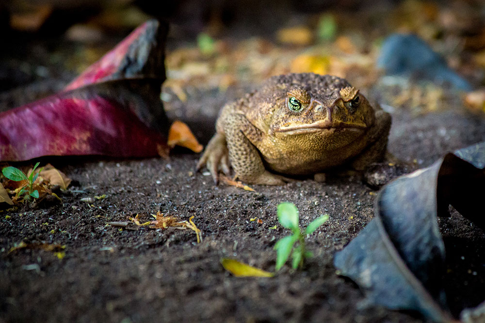 Kauai toad by Cherie Carter