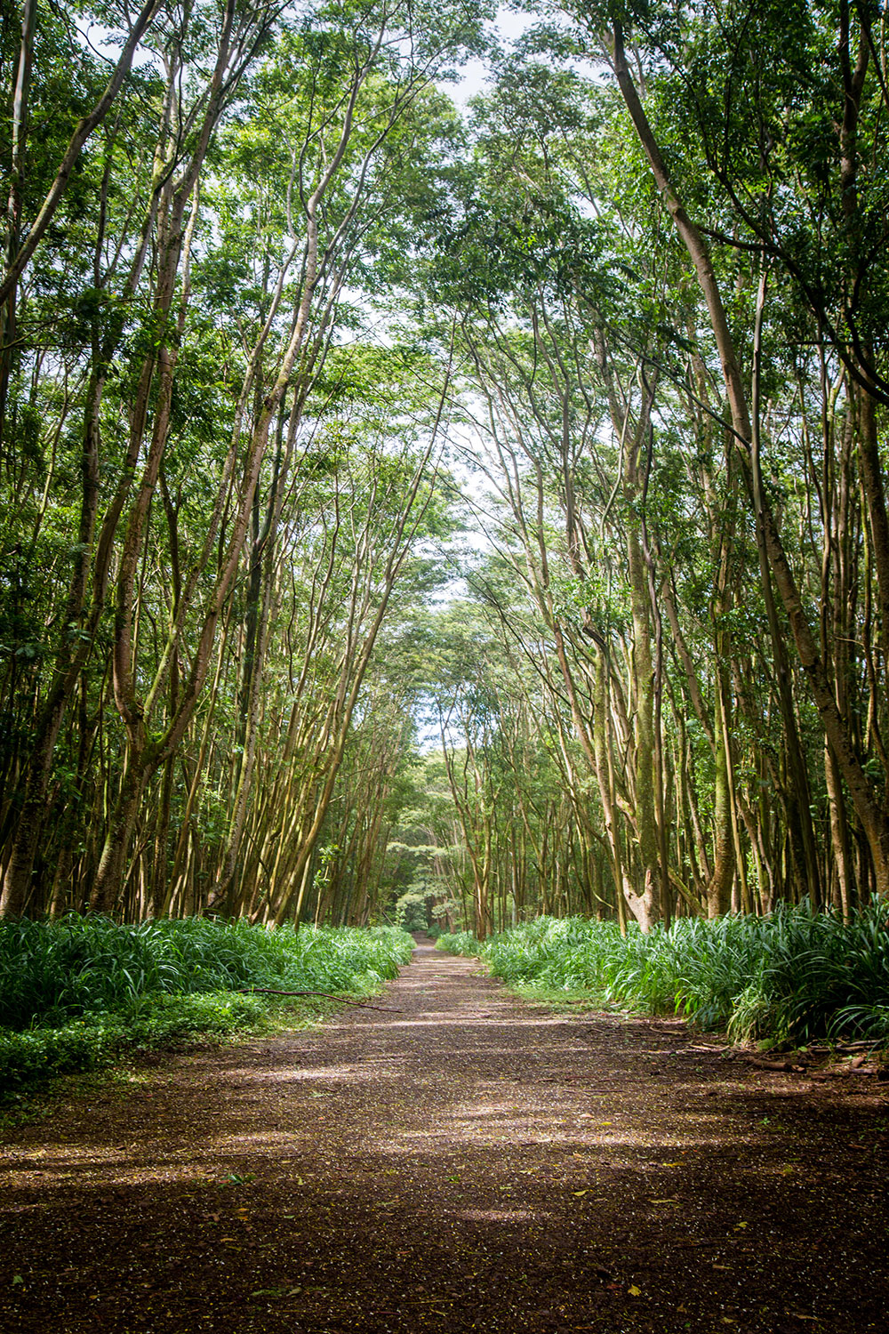 Trees in Kauai by Cherie Carter