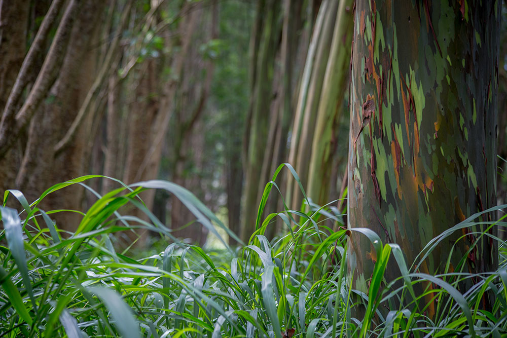 Rainbow Tree in Kauai by Cherie Carter