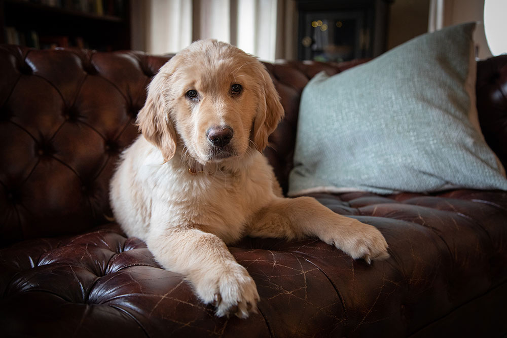 Golden Retriever puppy - Cherie Carter Photography
