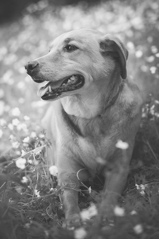 Labrador Retriever - Cherie Carter Photography