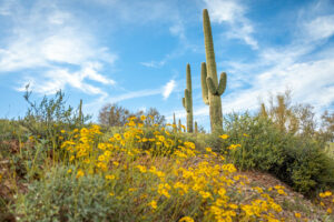 Arizona Flowers and Cactus - Cherie Carter Photography