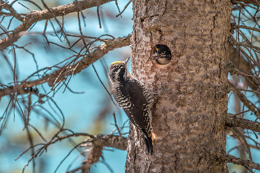 American Three-Toed Woodpecker in Banff, by Cherie Carter Photography