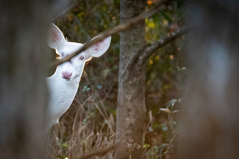 Cherie Carter Photography - Albino Deer Peekaboo