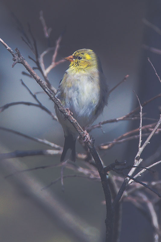 Cherie Carter Photography - Yellow Finch