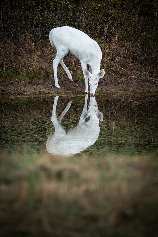 Cherie Carter Photography - albino deer reflections