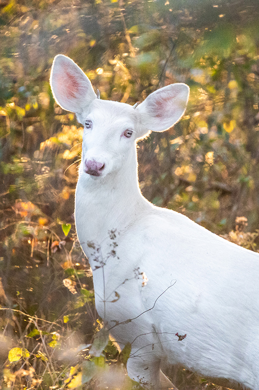 Cherie Carter Photography - Albino Deer at Sunset