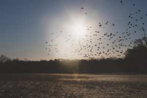 Cherie Carter Photography - Birds flying