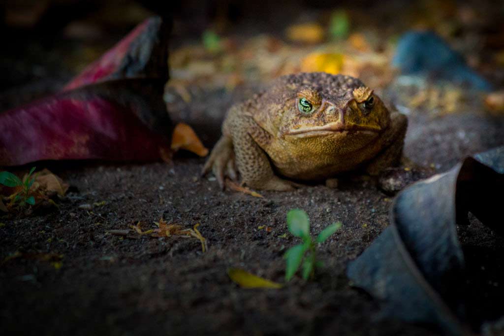 Cherie Carter Photography - Cane Toad in Kauai