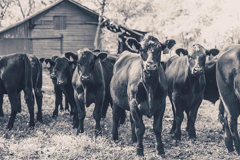 Cherie Carter Photography - Cow band
