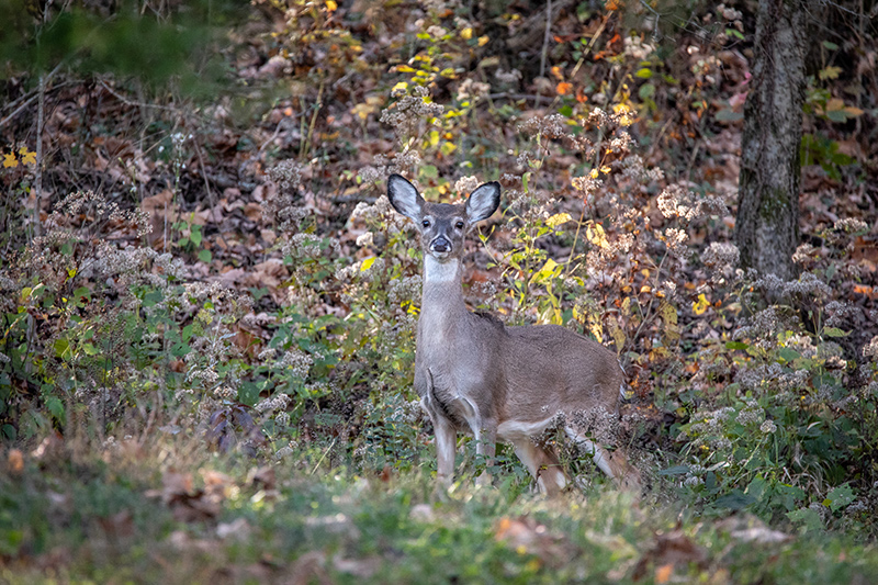 Cherie Carter Photography - Deer in the Fall in TN