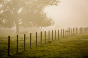 Cherie Carter Photography - Foggy Morning
