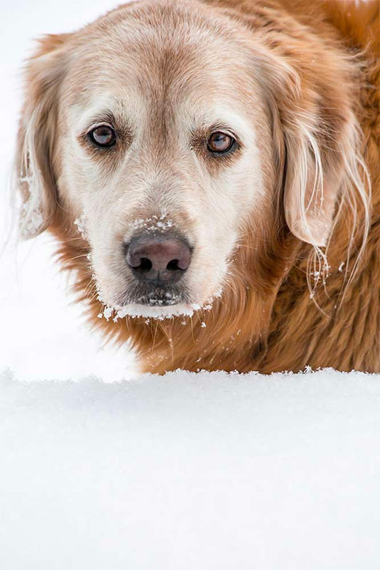 Cherie Carter Photography - Golden Retriever in Snow