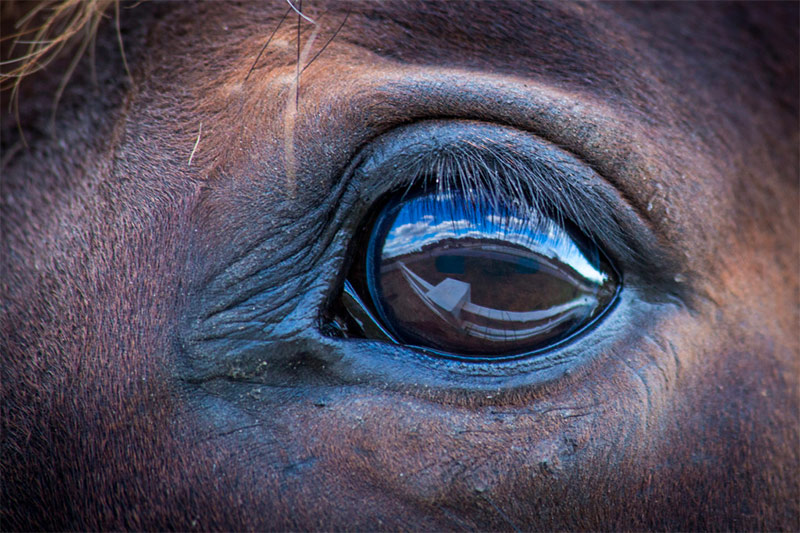 Cherie Carter Photography - Horse Eye