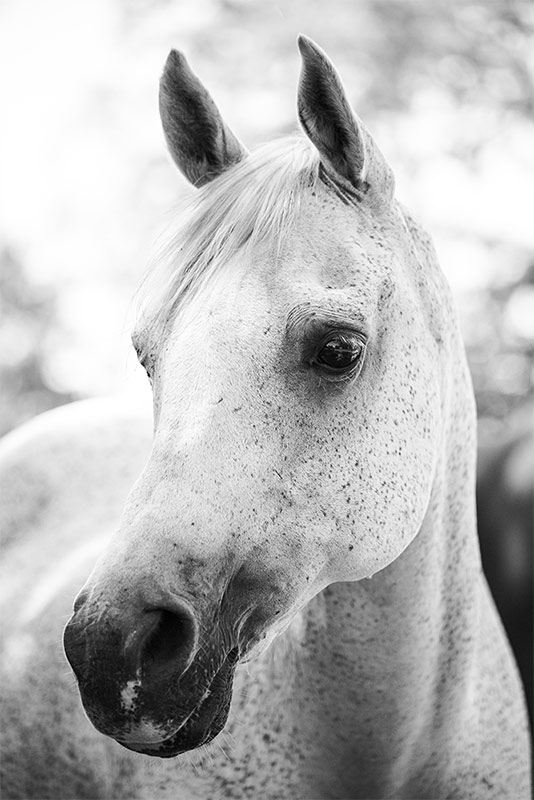 Cherie Carter Photography - Arabian horse portrait