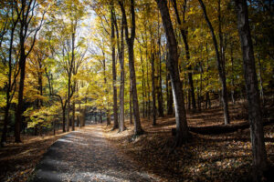 Cherie Carter Photography - Percy Warner Park in the Fall