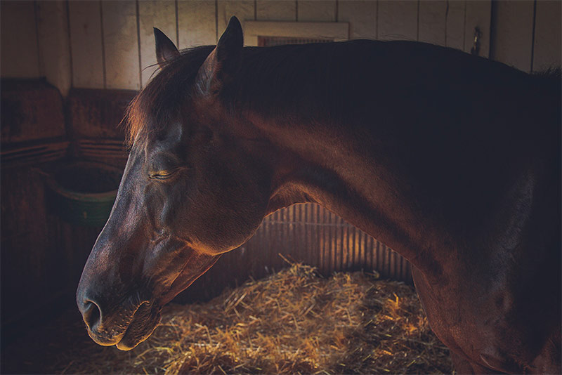 Cherie Carter Photography - At Rest Horse