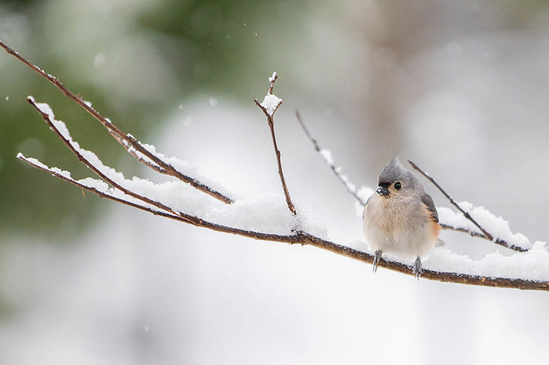 Cherie Carter Photography - snow bird