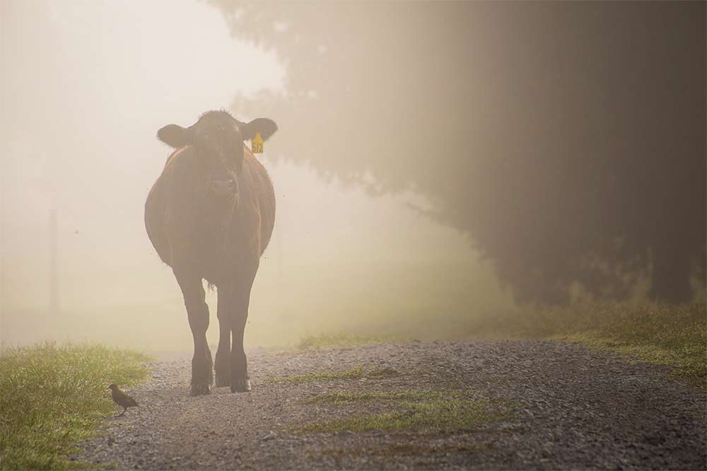 cow-morning-fogaugust-2015