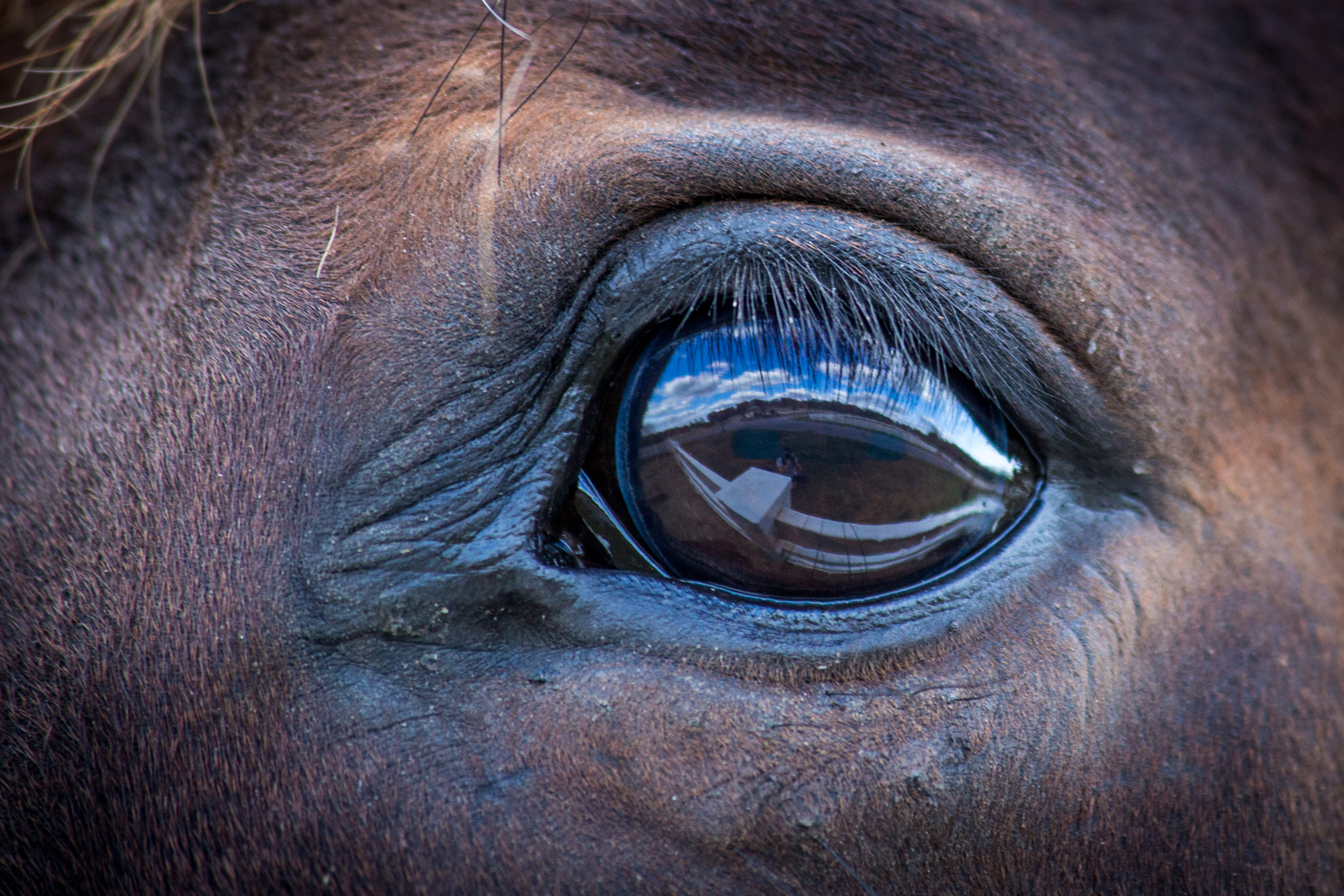 horse-eye-Oct-2015-0289-w2000