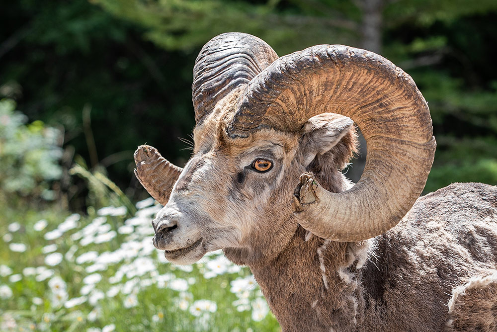 Ram in Banff, by Cherie Carter Photography