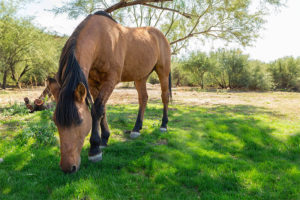 Arizona Horse - Cherie Carter Photography