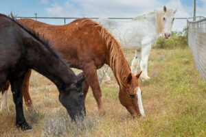 Horses by Cherie Carter Photography