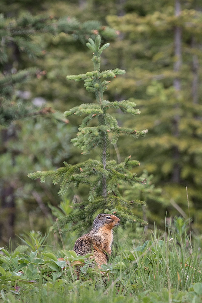 Yellow-bellied Marmot in Canada, by Cherie Carter Photography